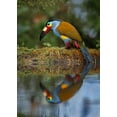 thumbnail image 2 of And Wei, Siyu 18x24 Gold Ornate Wood Framed with Double Matting Museum Art Print Titled - Plate-Billed Mountain-Toucan, 2 of 4