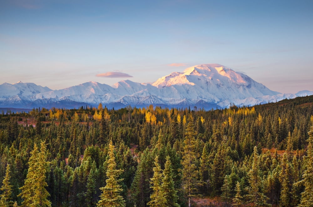 Early morning shot of the north face of Mt McKinley (Denali) from Wonder Lake with alpine glow on the upper mountain in Denali National Park Interior Alaska Fall HDR Canvas Art - John Delapp Design P