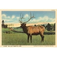 thumbnail image 2 of Wild Apple Portfolio 14x11 Gold Ornate Wood Framed with Double Matting Museum Art Print Titled - Elk I Crop, 2 of 4