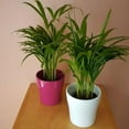 thumbnail image 7 of American Plant Exchange Areca Palm Houseplant in 4" Pot, Pet Friendly, Air Purifying, 7 of 7