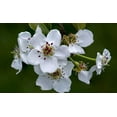 thumbnail image 6 of Asian Pear Tree | Premium Seeds | Pyrus pyrifolia 'Fall' | Plants'® (Premium Seeds, 50), 6 of 9