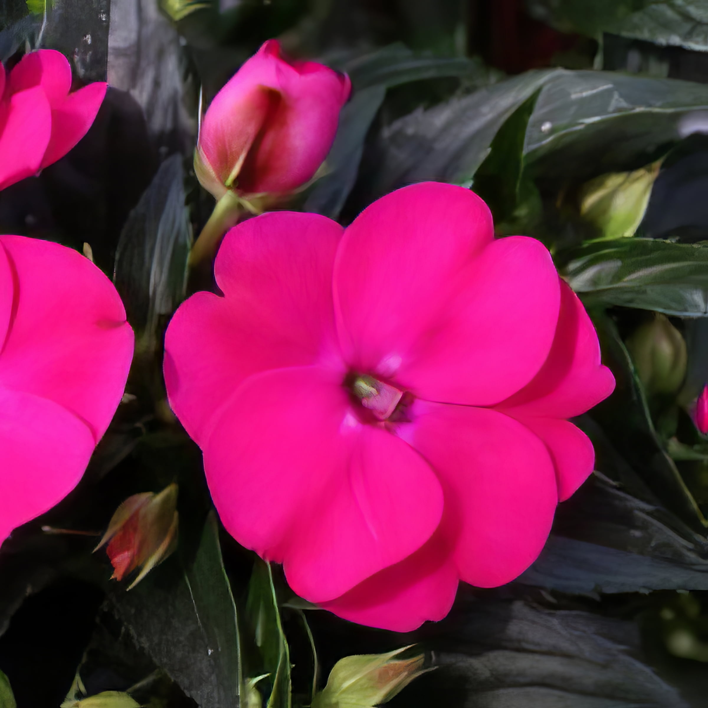 2.5 in. Impatiens Vigorous Rose Pink SunPatiens (3-Pack)