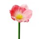 thumbnail image 5 of Mini flor artificial de la PU del banquete de boda de la flor falsa FleinngHoz JD709735973, 5 of 7