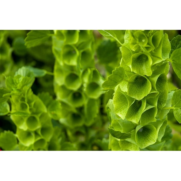 Bells of Ireland Flower Seeds - 30 Seeds - Rare Green Flower Petals - Excellent for Cut Flower Display, Grow The Luck of The Irish