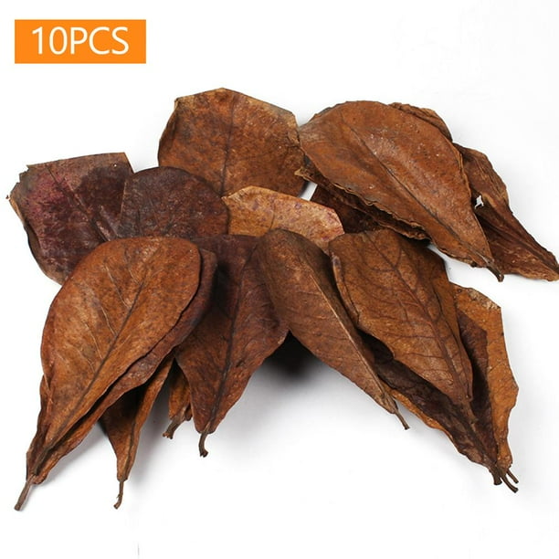 Hoja De Almendra 10 Uds. Tanque De Hojas De Almendras Naturales Tratamiento De Agua Terminalia Catappa Hojas
