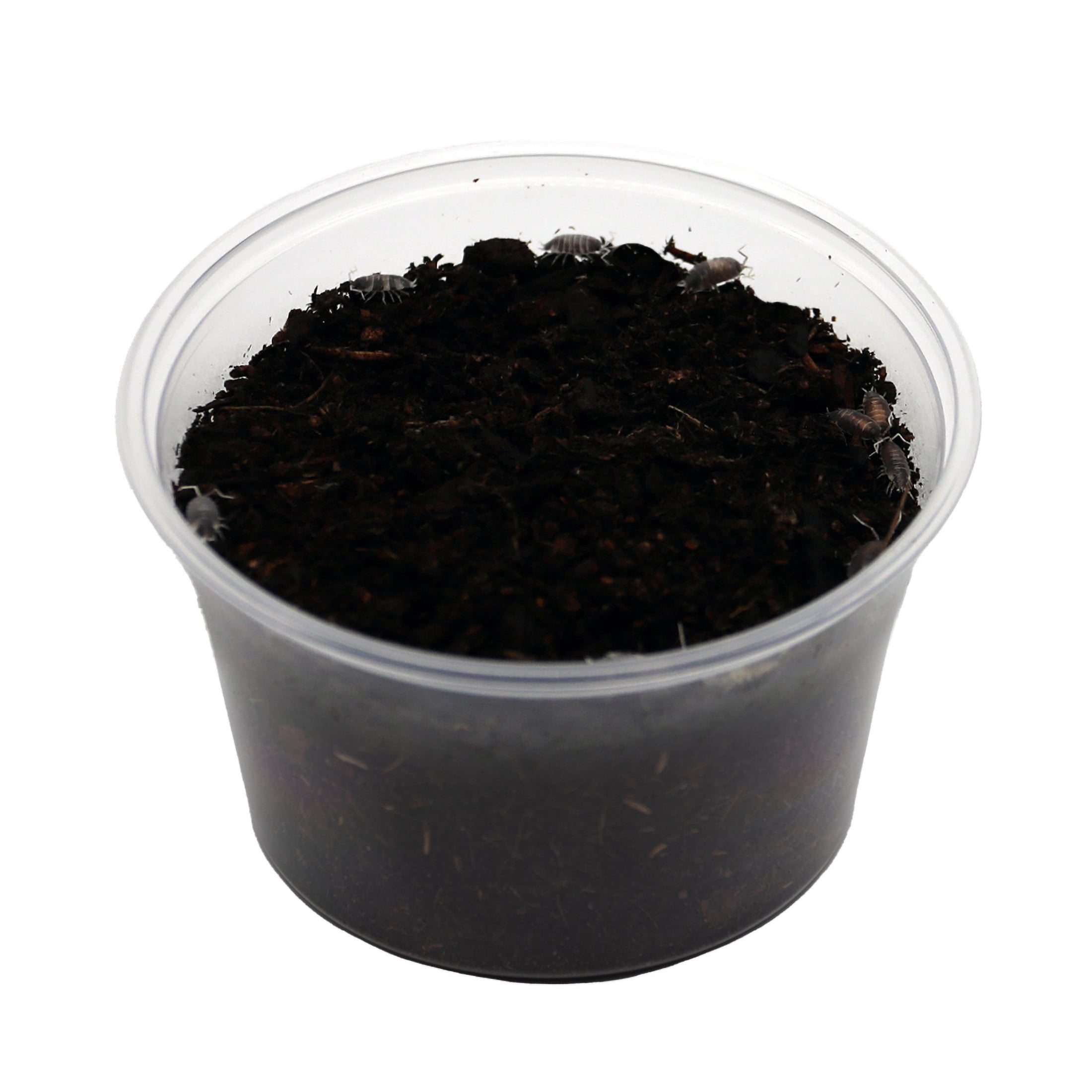 ReptiCulture Cookie Crumble Isopod 10 ct