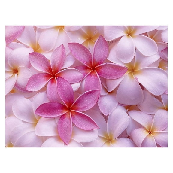 4Pk Tropica Pink Live Plumeria Frangipani Plant Cuttings Full Sun