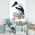 thumbnail image 3 of Designart 'Australian Vintage Birds I' Traditional Framed Art Print, 3 of 4