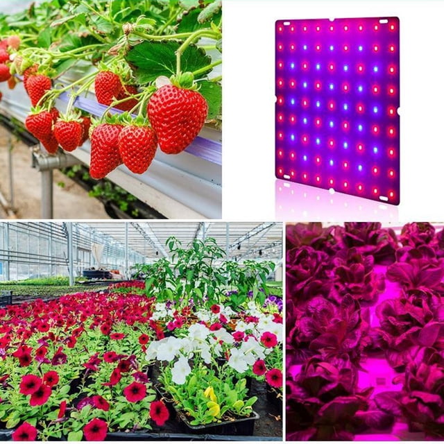 Lámpara de de plantas de interior completo con luz de crecimiento LED para plantas de invernadero hidropónicas de interior y flores 169 LED shamjiam luces de cultivo de interior