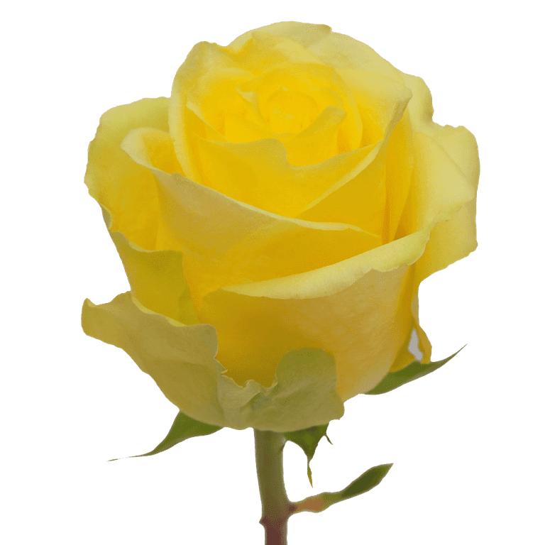 Water Roses Yellow HTV