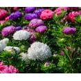 thumbnail image 2 of TomorrowSeeds - Powder Puff Mix China Aster Seeds - 2000+ Count - For 2026 Planting Callistephus, 2 of 9