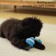 thumbnail image 4 of Para Interactivos Perro en Recargable Medianos Cachorro () Azul, 4 of 9