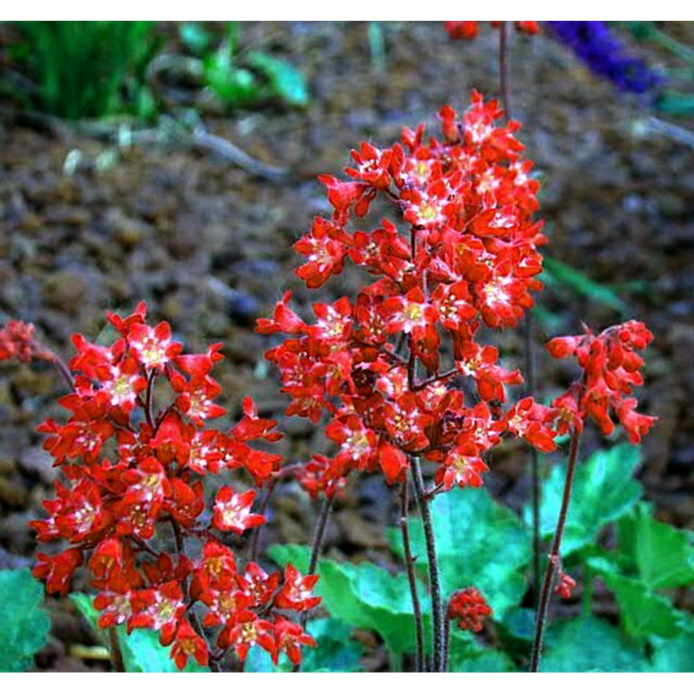 Ruby Bells Coral Bells Plants - Heuchera - Shade/Hardy - Quart Pot