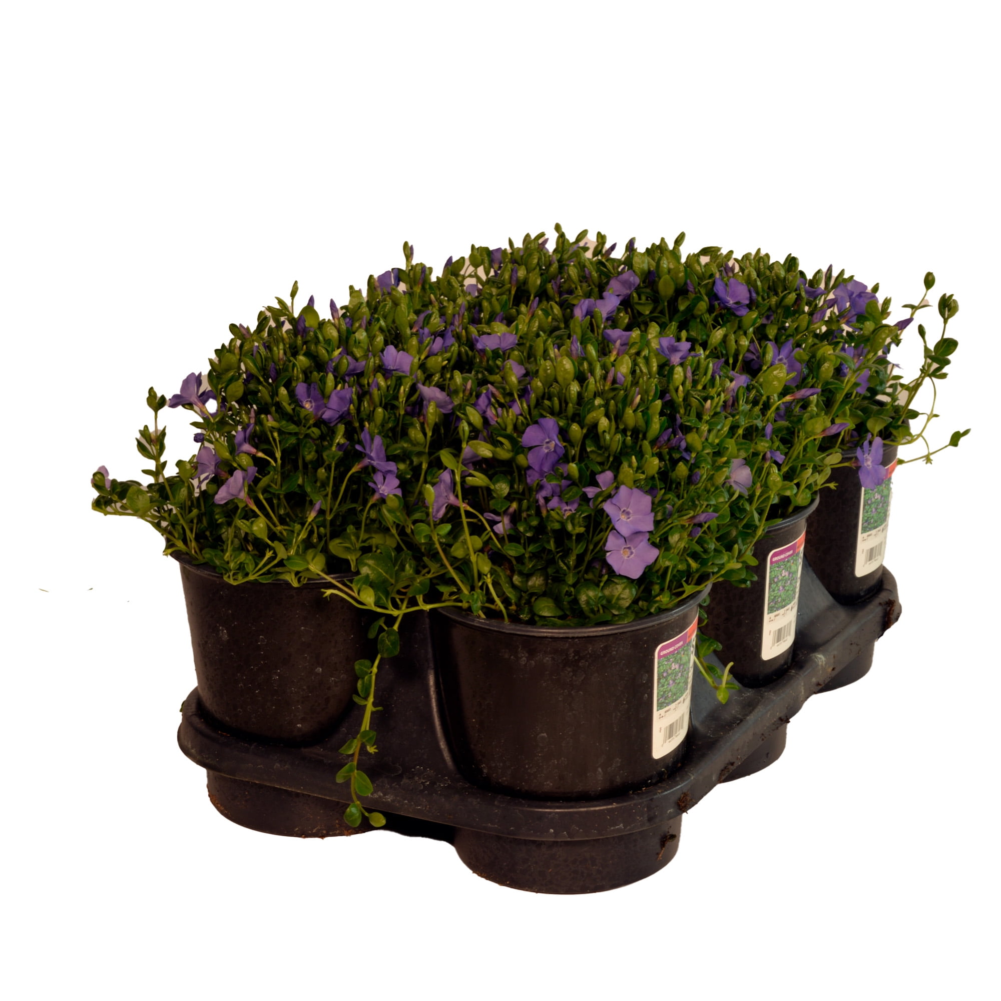 Expert Gardener 2.5 Quart Vinca Myrtle Perennial Groundcover Live
