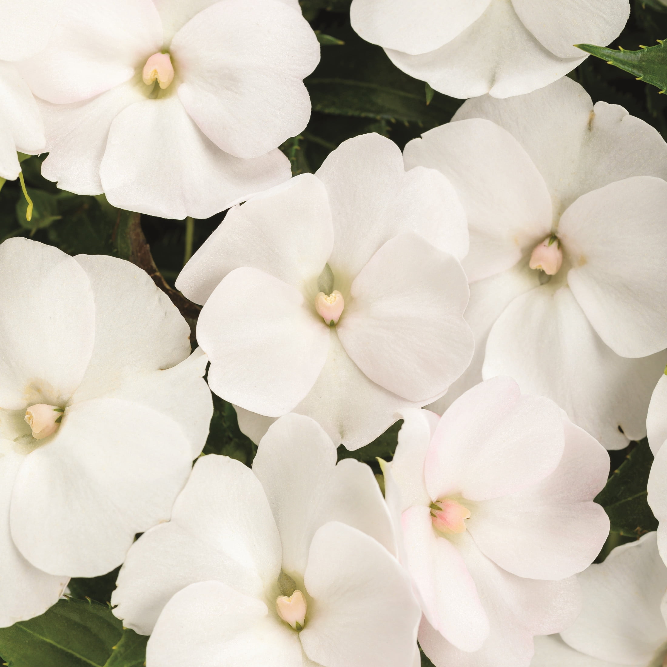 Proven Winners 4" SunPatiens Compact Classic White Impatiens Live Plant in 4.25" Pot (4 Count)