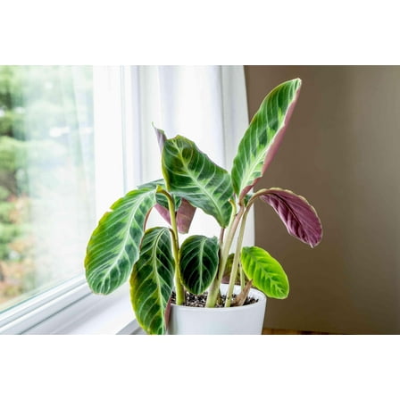 Jungle Velvet Prayer Plant-Calathea warscewiczii-Perfect for indoor spaces  10" Pot