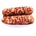 thumbnail image 2 of WATSON CORN - FRENCH Maïs cireux marbré biologique surgelé Watson, 2 of 5