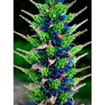 thumbnail image 2 of 20 Sapphire Tower Seeds for Planting - Rare Flowering Cactus - PUYA Seeds, 2 of 3
