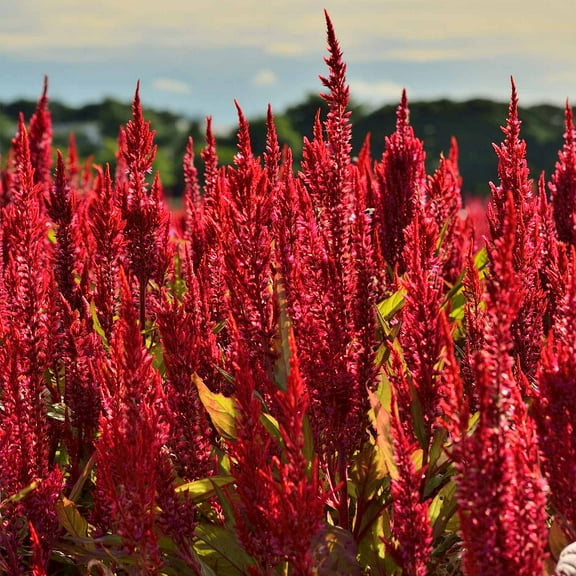 Forest Fire Celosia Flower Seeds - 1000 Seeds - Bright Scarlet Annual Flower Garden Seeds by Mountain Valley Seeds