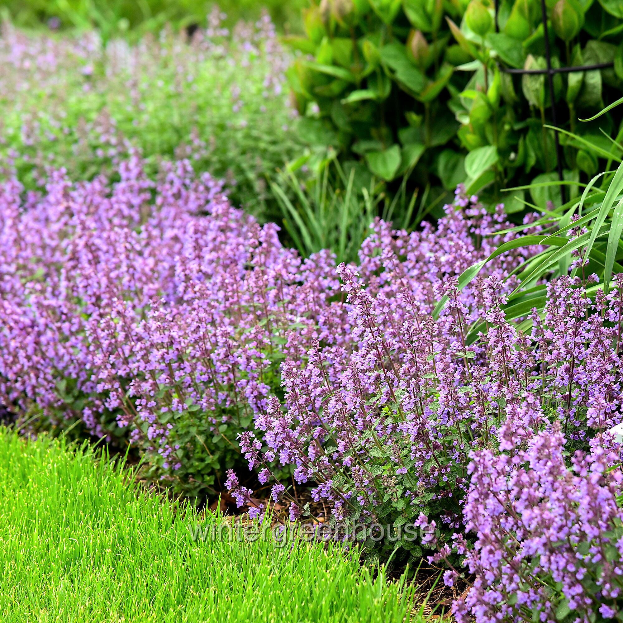 Nepeta Cat’s Pajamas Proven Winners, Catmint - Pot Size: 4.5in - Flowers
