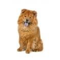 thumbnail image 2 of Chow Chow Dog Sticking Wall Decal by Wallmonkeys Peel and Stick Graphic (36 in H x 24 in W) WM185748, 2 of 4