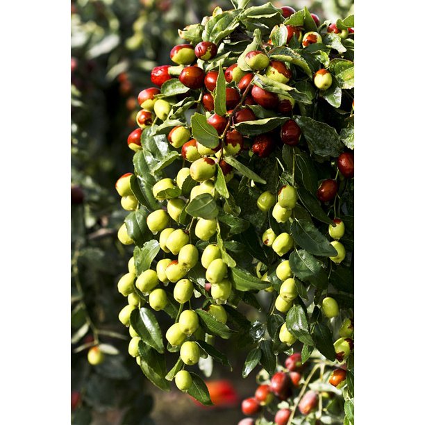 Jujube Health Food Fruit Date Tree Green Dates Inch By 30 Inch Laminated Poster With Bright Colors And Vivid Imagery Fits Perfectly In Many Attractive Frames Walmart Com Walmart Com