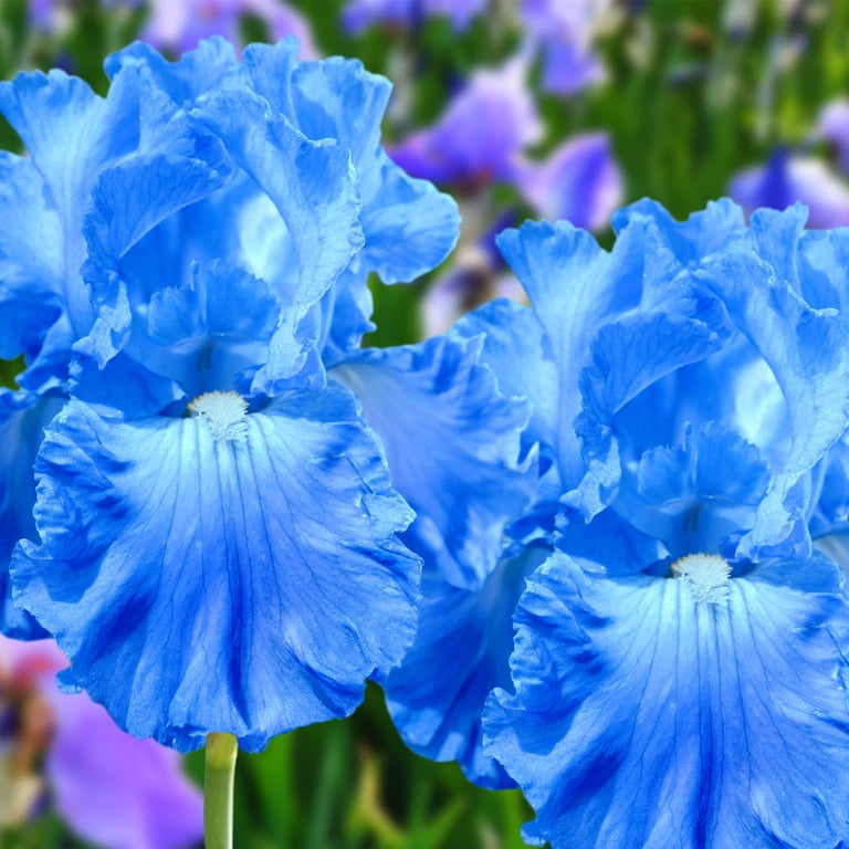 Van Zyverden's Bearded Iris Full Tide, Blue, Easy to Grow, Cut