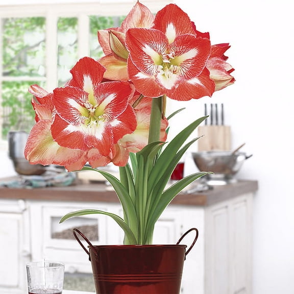 Van Zyverden Amaryllis Kit Minerva with Artisan Decorative Planter 1 Bulb Red Part Sun