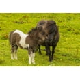 thumbnail image 2 of Illg, Cathy and Gordon 14x11 Gold Ornate Wood Framed with Double Matting Museum Art Print Titled - Shetland Islands Shetland pony and offspring, 2 of 4