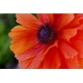 thumbnail image 2 of Beautiful Orange Red Poppy Wall Mural by Wallmonkeys Peel and Stick Graphic (24 in W x 16 in H) WM145543, 2 of 4