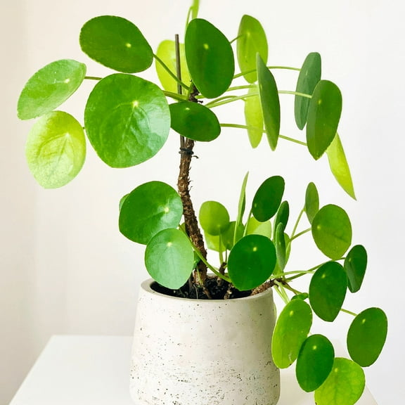 Live Peperomia Pilea Peperomioides Plant, 4 Inch Pot Money Plant, Easy Care Houseplant Indoor Garden