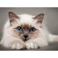 thumbnail image 1 of Taladro diamante pintura (DE5757) gato Birman completo DIY mosaico Kit decoración del hogar imagen 30x40cm Hugtrwg Para estrenar, 1 of 1