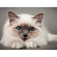 thumbnail image 1 of Taladro diamante pintura (DE5757) gato Birman completo DIY mosaico Kit decoración del hogar imagen 50x70cm FLhrweasw Nuevo, 1 of 1