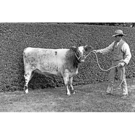 A Prize Cow, Sandringham, from 'The English Country House' Print Wall Art By English