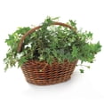 thumbnail image 1 of Burton & Burton Stained Willow Folding Basket, 1 of 1