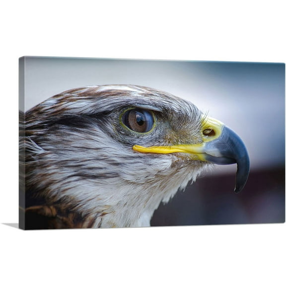 ARTCANVAS Falcon Bird Zoo decor Canvas Art Print - Size: 26" x 18" (0.75" Deep)