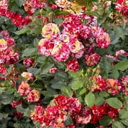 Bare Root All American Magic Rose with Yellow and Pink Flowers (2-Pack)