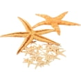 thumbnail image 2 of Starfish Assortment (30Pc) - Craft Supplies - 30 Pieces, 2 of 7