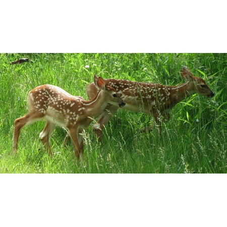 Canvas Print Deer Young Wildlife Nature Fawns Outdoors Looking Stretched Canvas 10 x