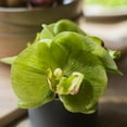 thumbnail image 2 of Potted Flower Mini Real Touch Potted Orchid in Green, 2 of 4