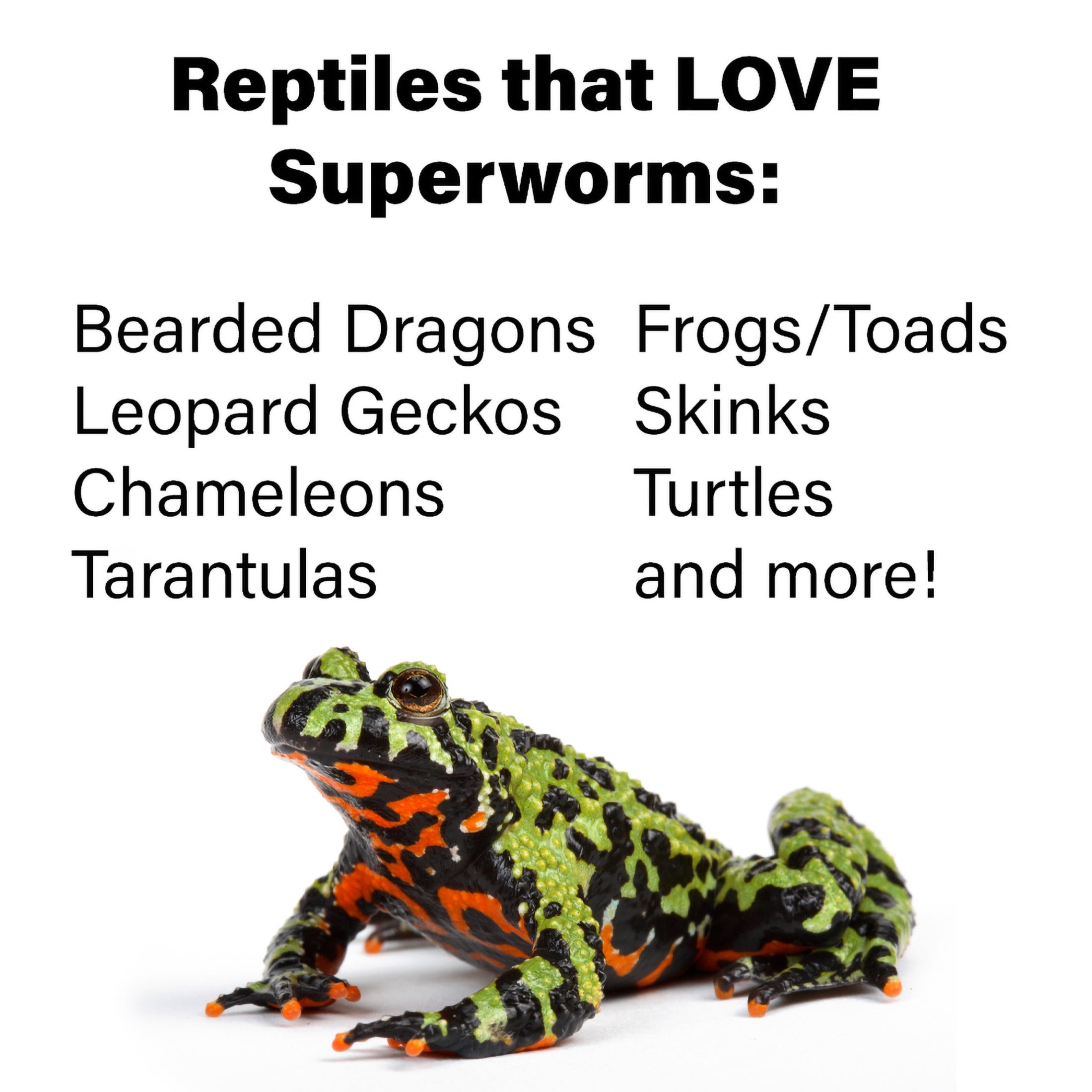 ReptiCulture Superworm 250 ct