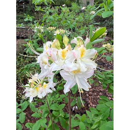 Pixies Gardens Darlin's Dream Azalea 7 Gallon