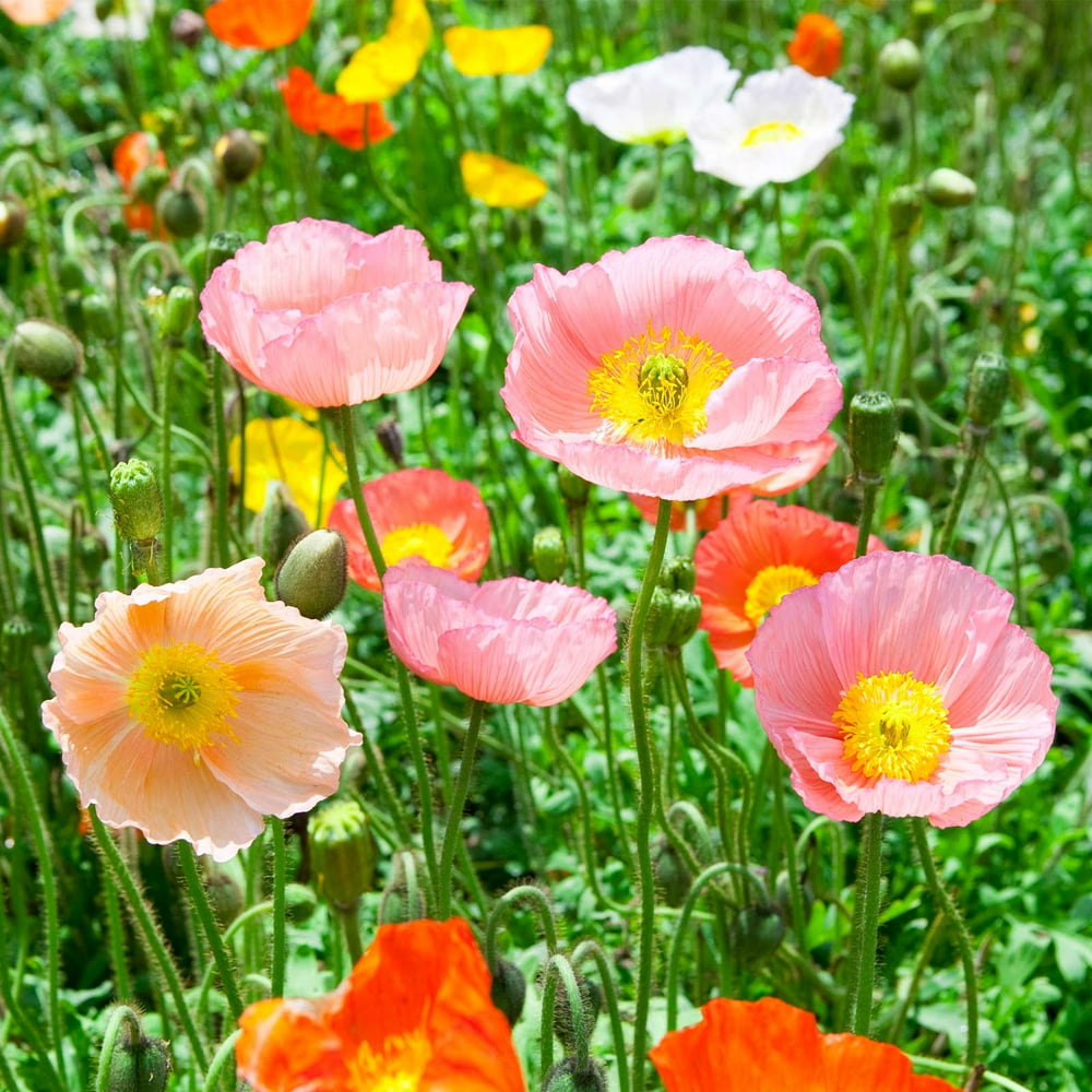 Poppy Flower Seed Iceland Champagne Bubbles Mix 500 Seeds Annual Poppies Garden Mixed