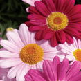 thumbnail image 4 of Ferry-Morse 100MG Painted Daisy Single Mixed Colors Perennial Flower Seeds, Full Sun, 4 of 11