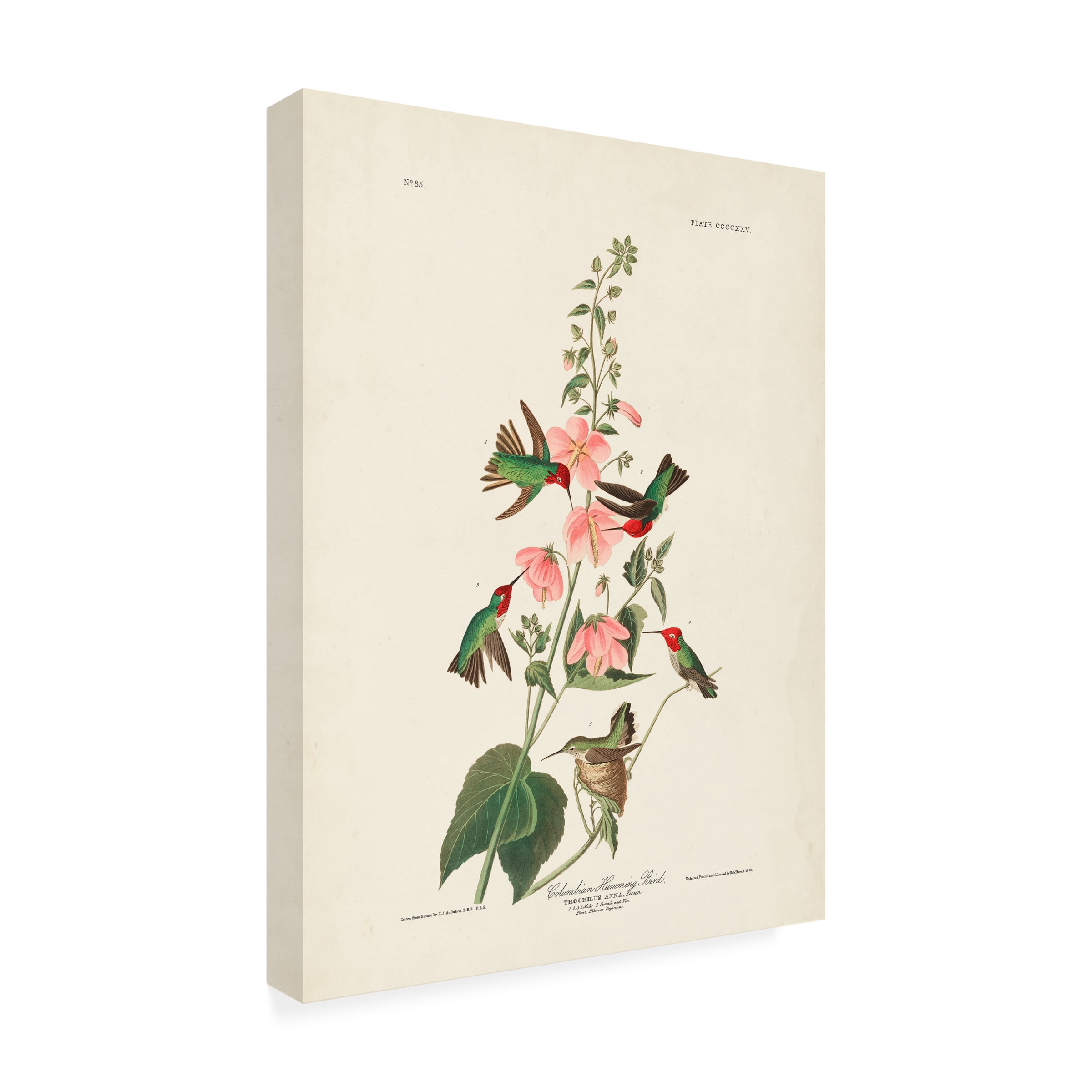 John James Audubon 'Columbian Hummingbird' Canvas Art