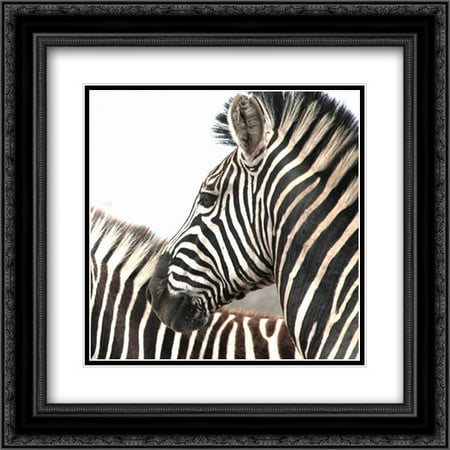 206 Matt - Sarari Zebra V 2x Matted 20x20 Black Ornate Framed Art Print by Underdahl, Dana
