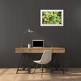thumbnail image 3 of Berzel, Erin 14x11 White Modern Wood Framed Museum Art Print Titled - Sempervivum Rupicolum III, 3 of 4