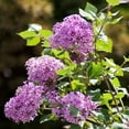 thumbnail image 3 of Brighter Blooms - Proven Winners® Bloomerang® Lilac Shrub, 1 gal - No Shipping to AK, AZ, HI, 3 of 5