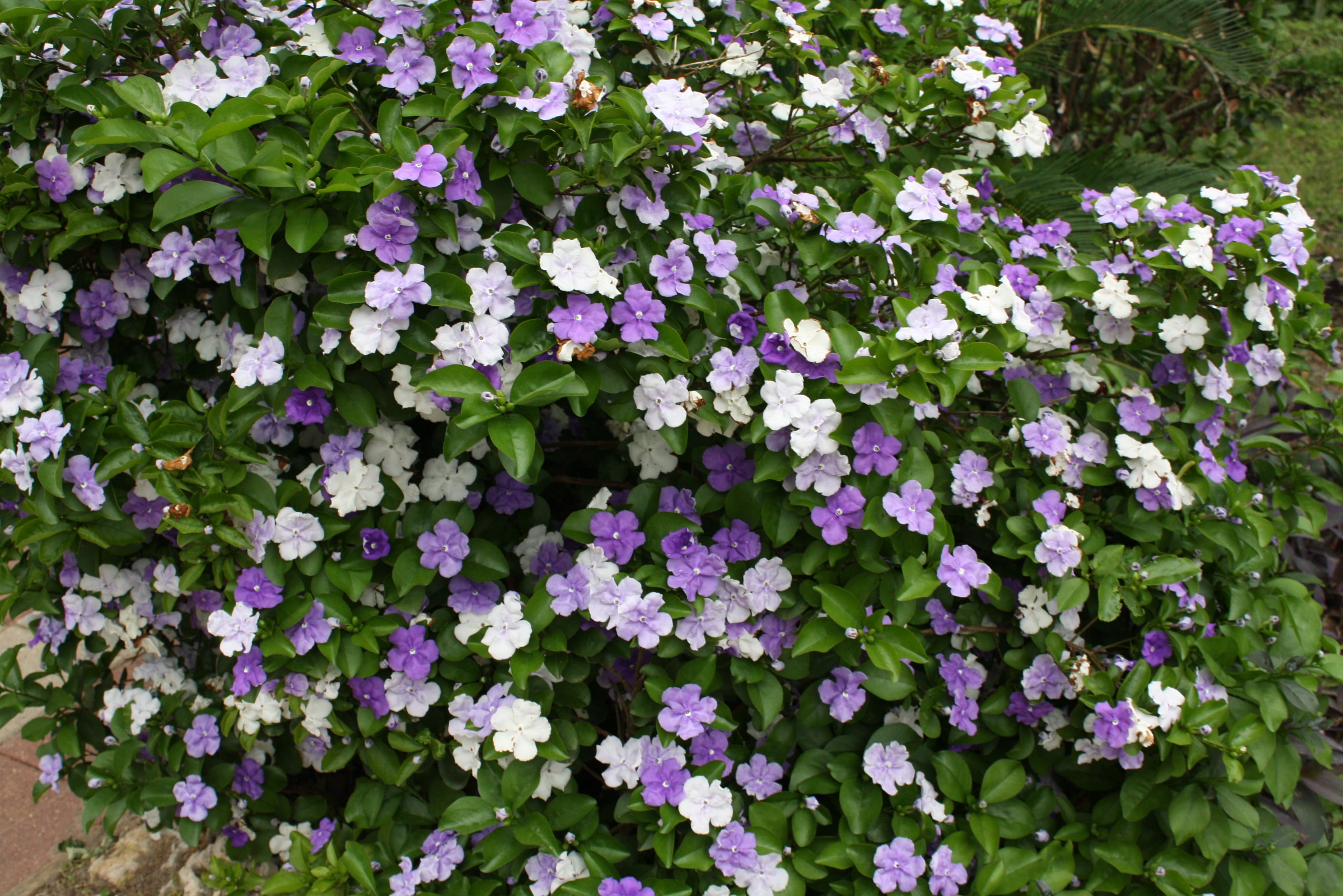 SEEDS = = =5 Seeds Brunfelsia pauciflora Floribunda Large Plant Variety Yesterday Today and