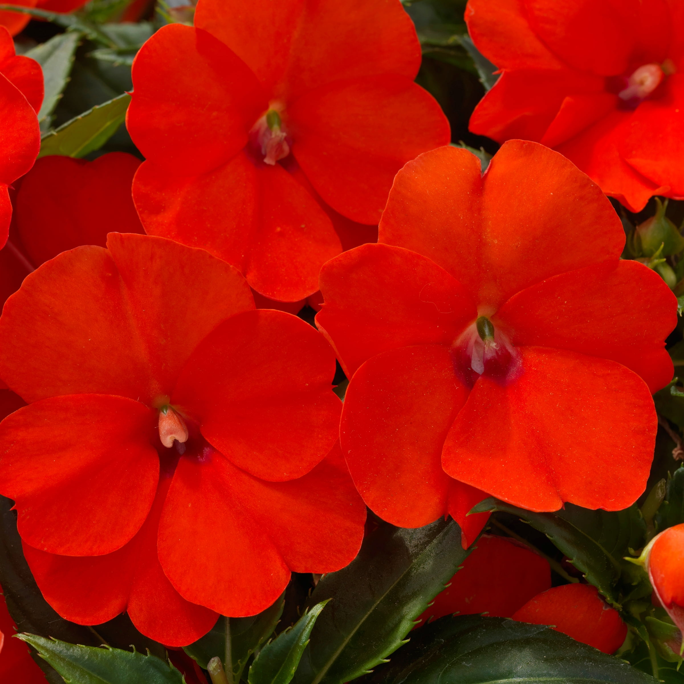 2.5 in. Impatiens Compact Electric Orange SunPatiens Live Annual with Part Sun (3-Pack)